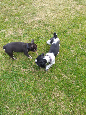 French Bulldog puppy