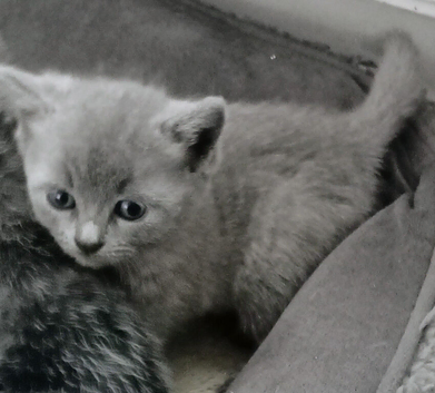 Beautiful british shorthead very loving kittem
