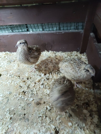 4 female Italian jumbo quail.
