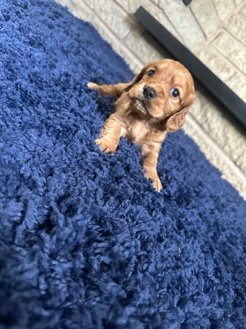Cocker spaniel puppies for sale,