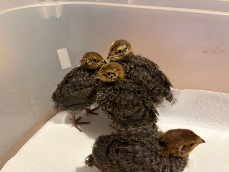 Unsexed 4x Quail Chicks 2 weeks old &pound;10 each