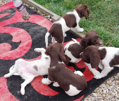 Gorgeous English Springer Spaniel Puppies