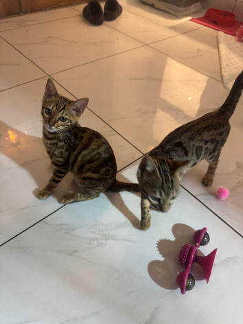 Pedigree Bengal kittens 2 girls left