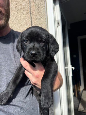 KC registered Labrador puppies