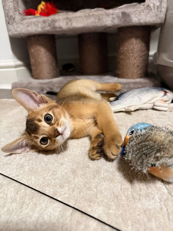 Two Gorgeous Abyssinian Kittens &zwj;
