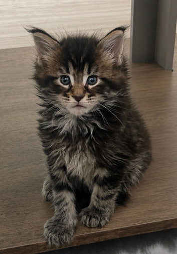7 Beautiful GCCF registered Maine Coon kittens.