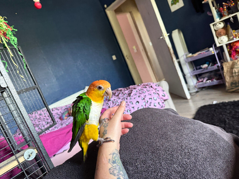 Male yellow thighed caique