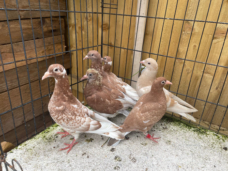 Top Muleuman racing pigeons for sale in Birmingham