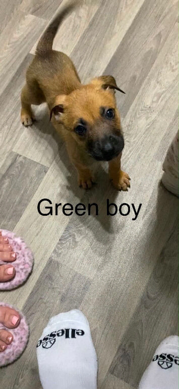 Mixed pups READY NOW