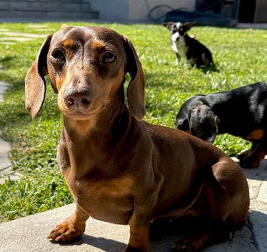 Miniature dachshund 4 years old