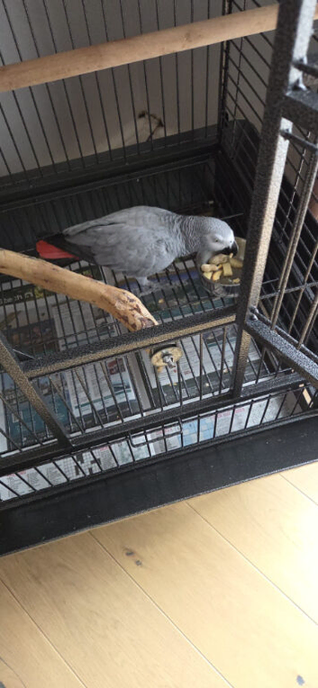 African grey female