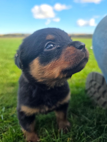 Stunning Rottweiler Puppies