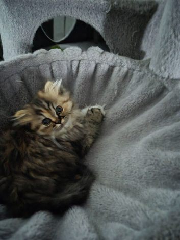 Chinchilla Persian (Torbie kitten)