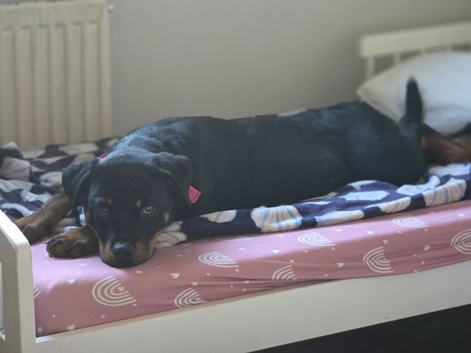 Rottweiler puppy 7 months