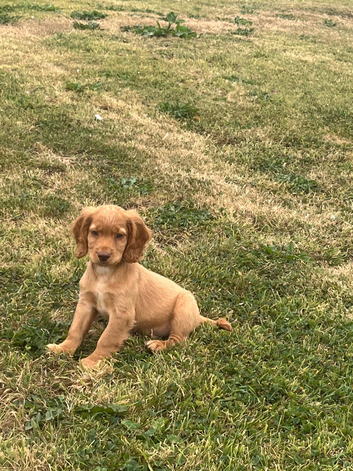 Sprocker puppies