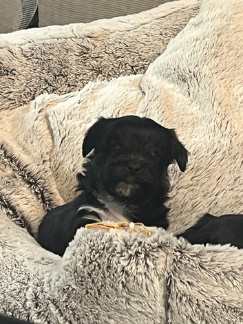 Morkiepoo puppies