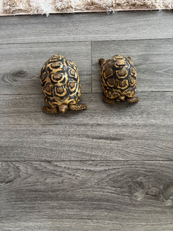 Leopard tortoise