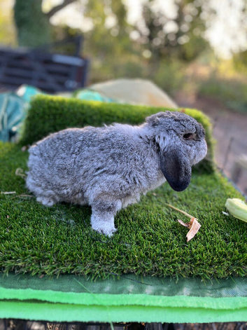 Mini lop female