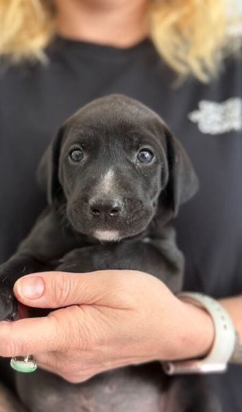 Cane corso x Labrador puppies ready in 2 days !