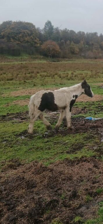 Yearling colt for sale