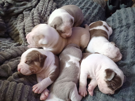 American Bulldogs puppies for sale &pound;800