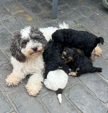 Gorgeous small poodle puppies