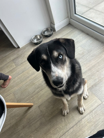 Huskador