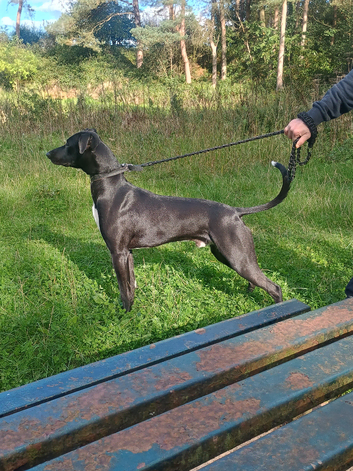 Zues