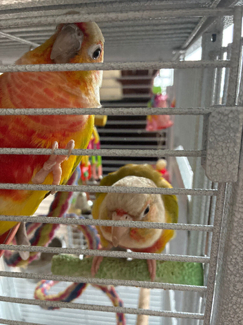 Two conures 7 and 9 months old