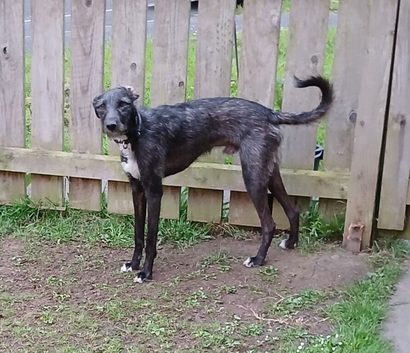 Bedlington/ Whippet for Stud