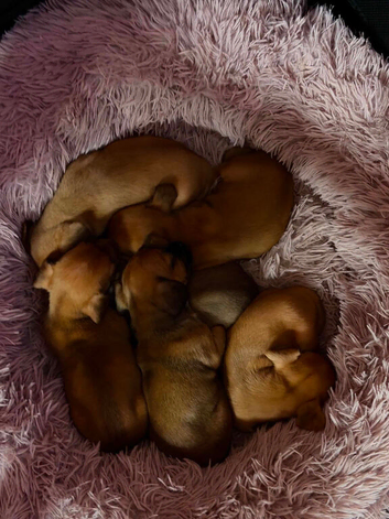 Beautiful puppies for for sale ready next weekend