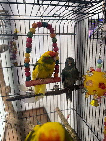 3 x Hand reared baby kakarikis for sale 12 weeks old