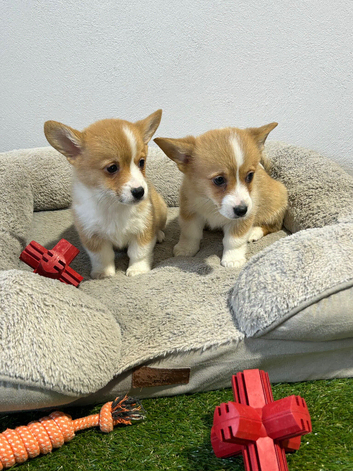 Stunning Welsh Pembroke Corgi Girl - Ready to go!