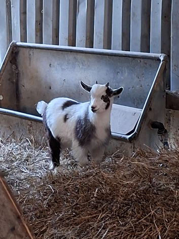 Pygmy billy kid ready now