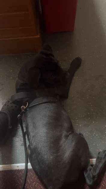 Male Cane corso