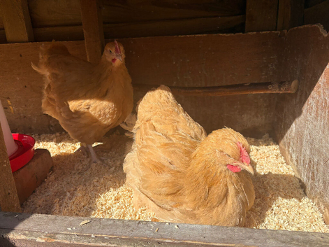 Young Buff Orpingtons for sale