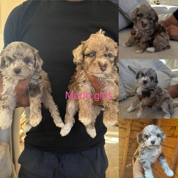 Cockapoo F1b miniature puppies