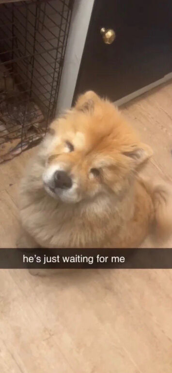 Chow chow (bear)
