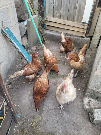 Egg laying hens for sale