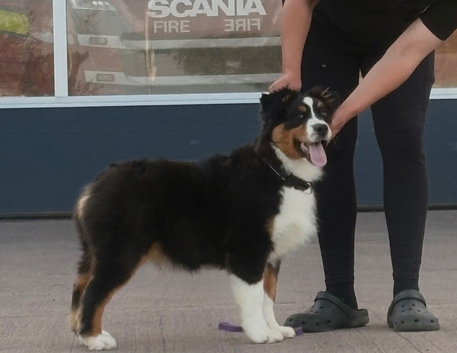 Aussie puppy ready now