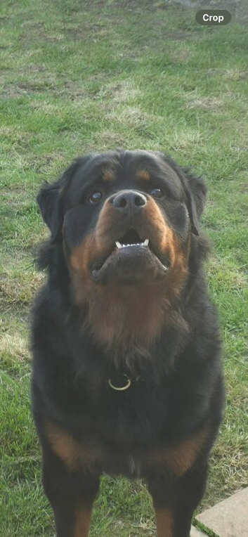 Absolutely stunning long haired Rottweiler