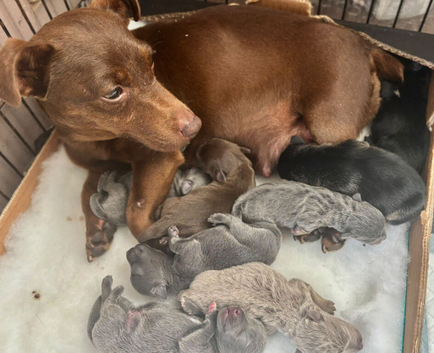 Beautiful pure breed puppies