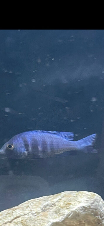 2 young male star sapphire cichlids