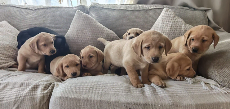 Stunning Labrador Retriever Puppies Available