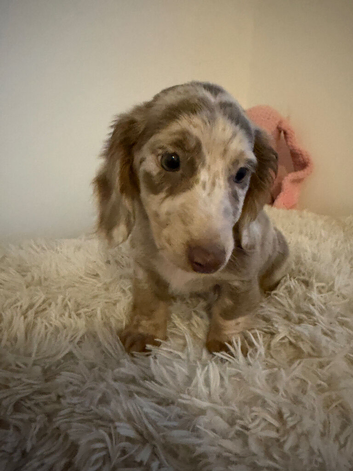 Beautiful Merle Dachshund Puppies Available! ️