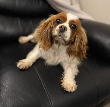 Adult Cavalier King Charles Female SPAYED