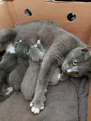 Very beautiful grey kittens