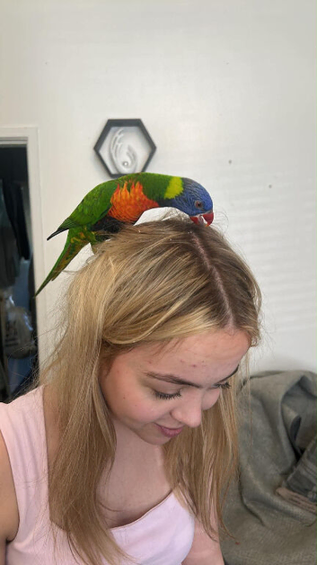 fully tammed lorakeet