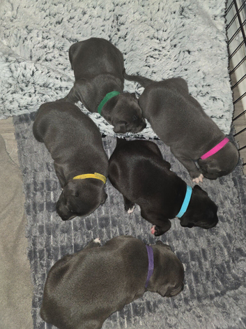 Staffordshire bull terrier pups.