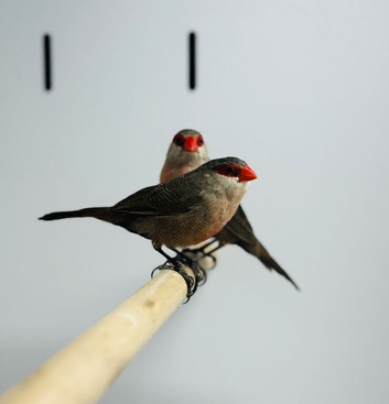 Common Waxbills